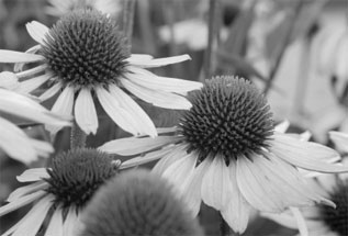 Echinacea